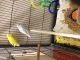 Parrotlet Birds for sale in Paterson, NJ, USA. price: $350