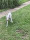 Parson Russell Terrier Puppies for sale in Virginia Beach, VA, USA. price: $500