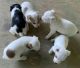 Parson Russell Terrier Puppies for sale in Lexington, AL 35648, USA. price: $325
