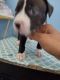 Parson Russell Terrier Puppies for sale in Homestead, FL, USA. price: $200