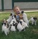 Parson Russell Terrier Puppies for sale in Southern California, CA, USA. price: $2,500