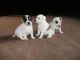 Parson Russell Terrier Puppies for sale in Carlsbad, CA, USA. price: NA