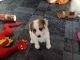 Parson Russell Terrier Puppies for sale in Rockford, IL, USA. price: NA