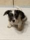 Parson Russell Terrier Puppies for sale in Atlanta, GA, USA. price: $500