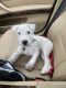 Parson Russell Terrier Puppies for sale in Stuart, FL, USA. price: $1,000