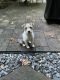 Parson Russell Terrier Puppies for sale in Alpharetta, GA, USA. price: NA