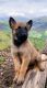 Pastor Garafiano Puppies for sale in 1309 Coffeen Ave, Sheridan, WY 82801, USA. price: NA