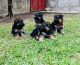 Pastor Garafiano Puppies for sale in 1309 Coffeen Ave, Sheridan, WY 82801, USA. price: NA