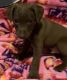 Patterdale Terrier Puppies for sale in 18338 Pole Gulch Rd, Three Forks, MT 59752, USA. price: $1,000