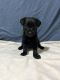 Patterdale Terrier Puppies for sale in Lynn, MA, USA. price: $950