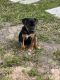 Patterdale Terrier Puppies for sale in Deltona, FL, USA. price: $300