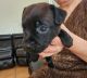 Patterdale Terrier Puppies for sale in Miami Gardens, Florida. price: $800