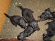 Patterdale Terrier Puppies for sale in Waynesville, NC 28786, USA. price: NA