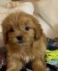 PekePoo Puppies for sale in Spring, TX 77373, USA. price: NA