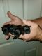 PekePoo Puppies for sale in Purvis, MS 39475, USA. price: NA