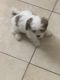 PekePoo Puppies for sale in 7178 Koleda Dr, Jacksonville, FL 32210, USA. price: NA