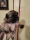 PekePoo Puppies for sale in Grand Saline, TX 75140, USA. price: NA