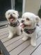 PekePoo Puppies for sale in Elk Grove, CA 95624, USA. price: $300