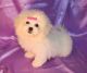 PekePoo Puppies for sale in Argyle, TX 76226, USA. price: NA