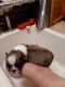 Pekingese Puppies for sale in Bangs, TX 76823, USA. price: $800
