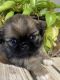 Pekingese Puppies for sale in Eagle Pass, TX 78852, USA. price: $700