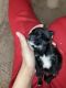 Pekingese Puppies for sale in Tempe, AZ 85282, USA. price: NA