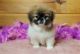 Pekingese Puppies for sale in SC-544, Myrtle Beach, SC, USA. price: NA
