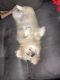 Pekingese Puppies for sale in Selden, NY 11784, USA. price: NA