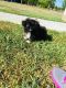 Pekingese Puppies for sale in Centereach, NY, USA. price: NA