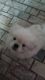 Pekingese Puppies for sale in Reedsville, OH 45772, USA. price: NA