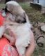 Pekingese Puppies for sale in New Paris, OH 45347, USA. price: NA