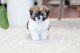 Pekingese Puppies for sale in Dallas, TX, USA. price: $600