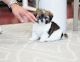 Pekingese Puppies for sale in Chicago, IL 60605, USA. price: $750
