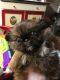 Pekingese Puppies for sale in Hamilton, OH, USA. price: $350