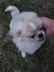 Pekingese Puppies for sale in Beulaville, NC 28518, USA. price: $1,500