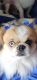 Pekingese Puppies for sale in Corbin, KY 40701, USA. price: $600