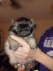 Pekingese Puppies for sale in Stephenville, Texas. price: $500