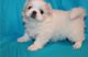 Pekingese Puppies for sale in New Orleans, Louisiana. price: $400