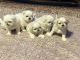 Pekingese Puppies for sale in Irving, Texas. price: $1,000