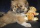 Pekingese Puppies for sale in Oregon City, OR 97045, USA. price: NA