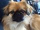 Pekingese Puppies for sale in Chicago, IL, USA. price: $350