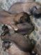 Pekingese Puppies for sale in DeKalb, IL, USA. price: $400