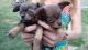 Pekingese Puppies for sale in Peoria, IL, USA. price: $300