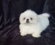 Pekingese Puppies for sale in Ellwood City, PA 16117, USA. price: NA
