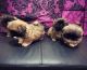 Pekingese Puppies for sale in Toronto, ON, Canada. price: NA