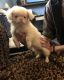 Pekingese Puppies for sale in Clover, SC 29710, USA. price: NA