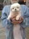 Pekingese Puppies for sale in Fayetteville, NC, USA. price: $400