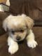 Pekingese Puppies for sale in Covington, KY 41011, USA. price: $450