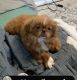 Pekingese Puppies for sale in Hamilton County, OH, USA. price: $4,500