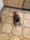 Pekingese Puppies for sale in Arlington Heights, IL, USA. price: $900